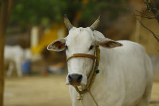 Seers in Karnataka oppose move to repeal anti-conversion, cow slaughter laws