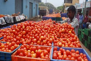 tomato price