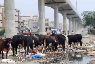 वजीराबाद में सड़क पर आवारा पशुओं का कब्जा