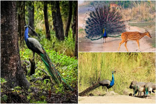 Bihar: Peacock's alluring dance enthrals at Bihar's Valmiki Tiger Reserve