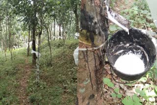 kottayam  rubber farmers challenges  rubber farmer  challenges  fall in price  rubber tapping  plastic in rubber  ടാപ്പിങ്  മഴ  മഴ മറയിട്ട് ടാപ്പിങ് തുടങ്ങി  കര്‍ഷകര്‍ പ്രതിസന്ധിയിൽ  റബര്‍  റബര്‍ കര്‍ഷകര്‍  റബർ വില  ഒട്ടുപാൽ  കോട്ടയം