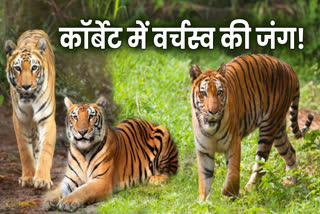 Corbett Tiger Story