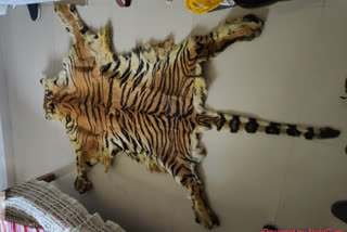 Tiger Skin Recovered