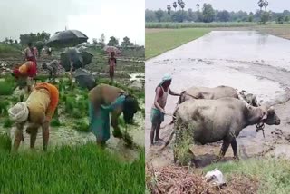 बगहा में बारिश से किसानों में खुशी