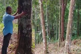 Trees become threat to the house kaliyar  kaliyar native man in trouble Idukki  വീടിന് ഭീഷണിയായി മരങ്ങള്‍  ഇടുക്കി സ്വദേശി ദുരിതത്തില്‍  മരം മുറിച്ചുമാറ്റാനാവാതെ ഇടുക്കി സ്വദേശി