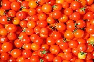 Tomato record Prices