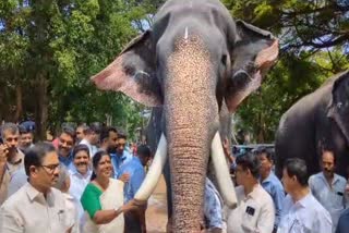 guruvayoor  elephant  guruvayoor elephant  guruvayoor elephant treatmen  j chinchurani  guruvayur devasom  ദേവസ്വം  ദേവസ്വം ആനകൾക്ക് സുഖചികിത്സ  മന്ത്രി ചിഞ്ചുറാണി  ചിഞ്ചുറാണി  മൃഗങ്ങളുടെ ആരോഗ്യത്തില്‍ ശ്രദ്ധ  തൃശൂര്‍