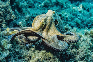 Octopuses' sleep found to have active and quiet phases, similar to human sleep