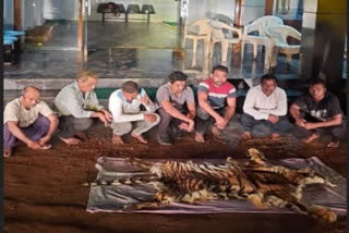 Tiger skin has been recovered in Bijapur
