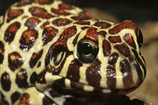 Sex life of rare 'leopard-print' frog in trouble due to deforestation