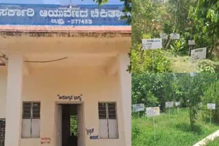 Etv Bharatmedicinal-plant-garden-at-ayurvedic-hospital-in-udri-village-at-soraba