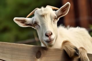 Rewa goat case