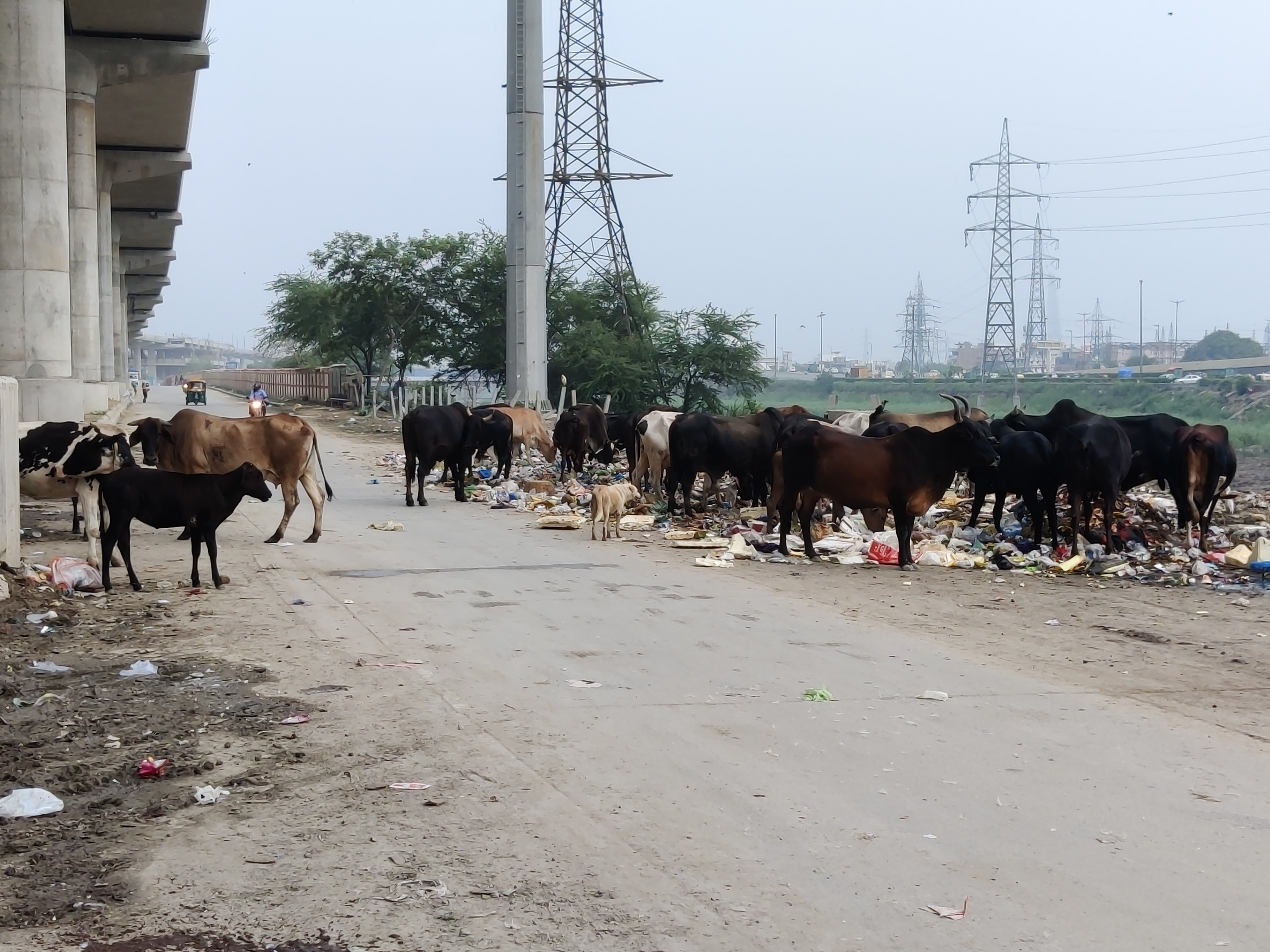 राहगीर बन रहे हैं हादसे का शिकार