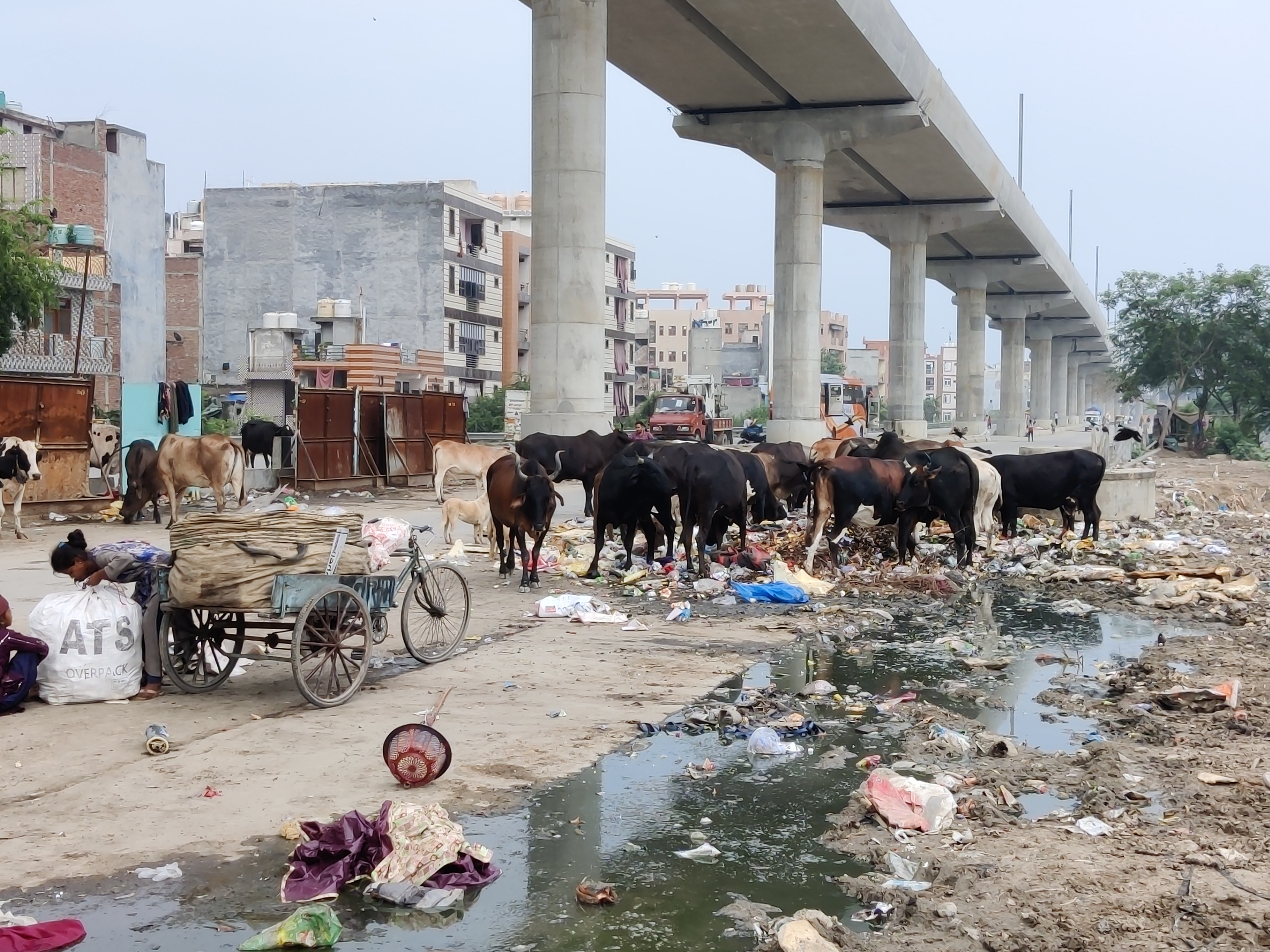 वजीराबाद में सड़क पर आवारा पशुओं का कब्जा