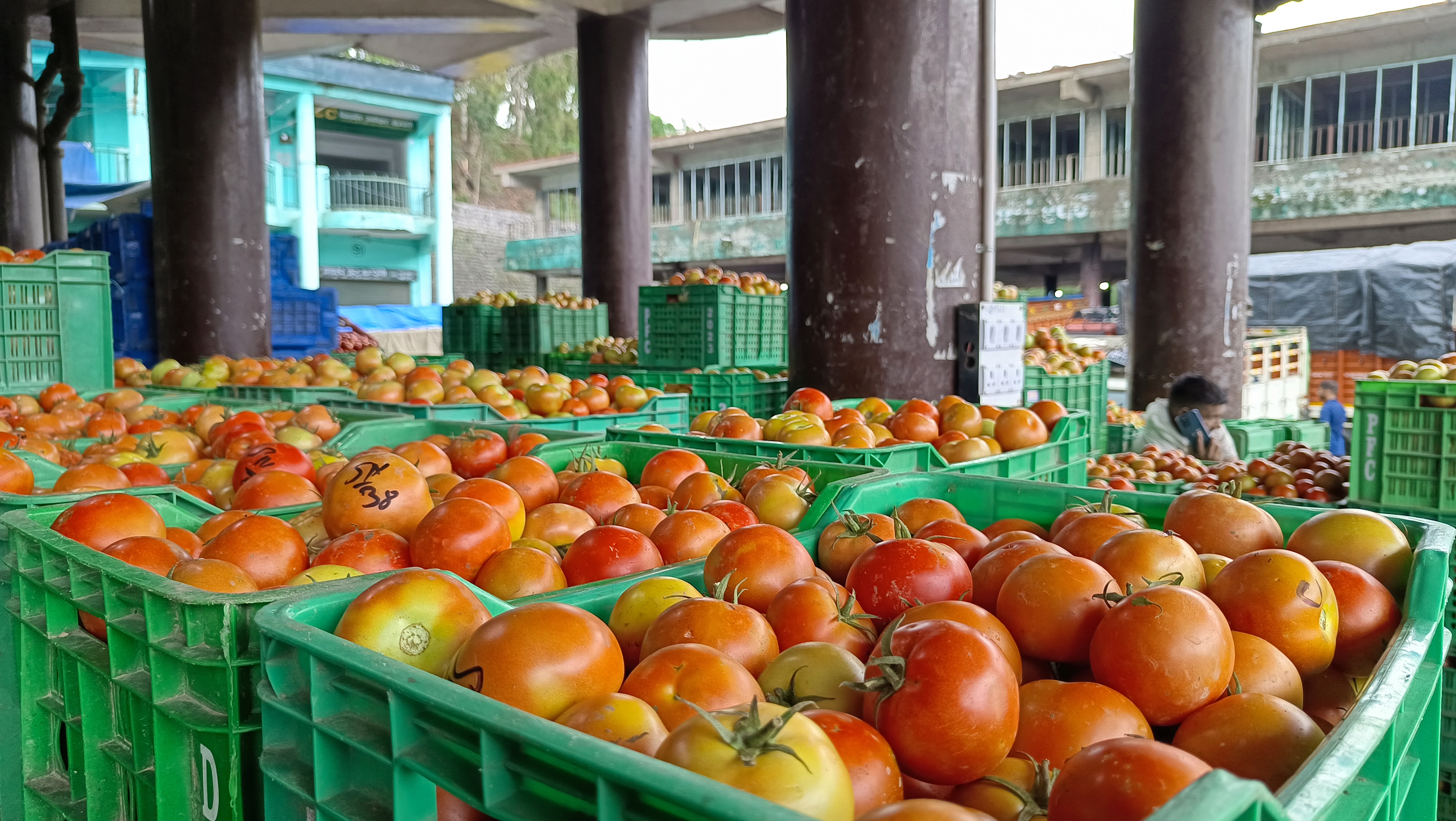 Tomato Prices Hike