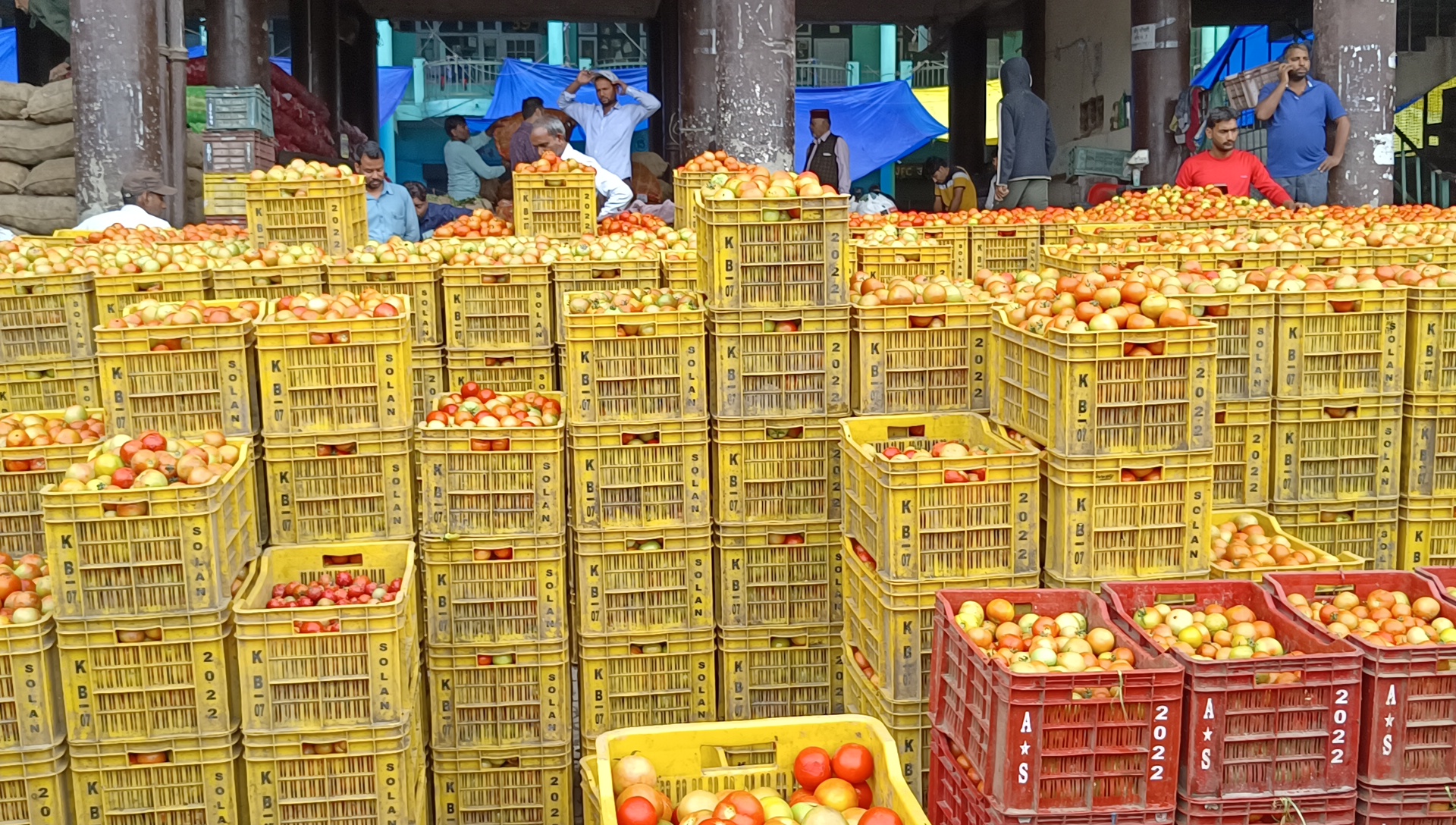 Tomato Prices Hike