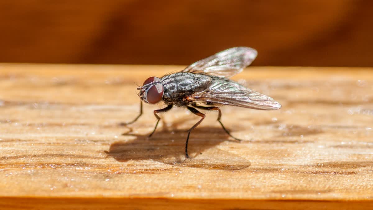 Get Rid Of Houseflies In Monsoon News
