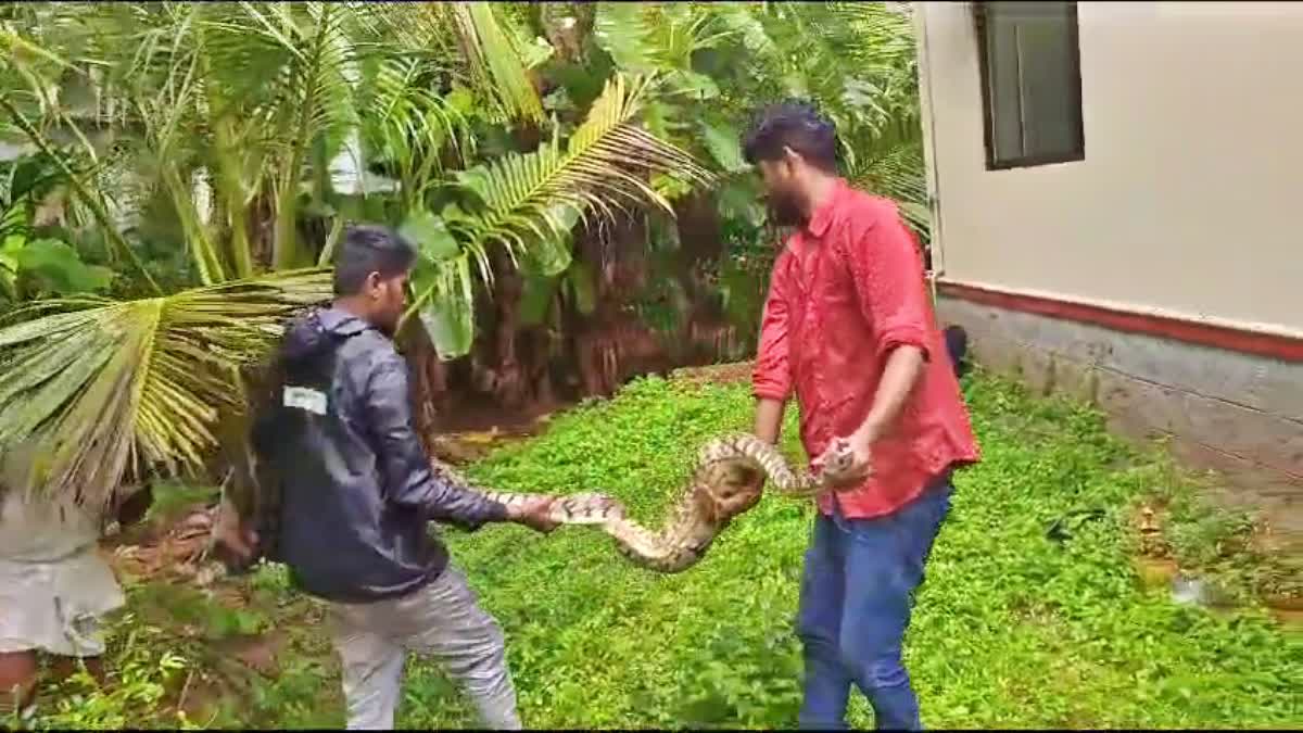 ಬೆಕ್ಕು ನುಂಗಿ ಬಲೆಗೆ ಸಿಲುಕಿದ್ದ ಹೆಬ್ಬಾವು ರಕ್ಷಣೆ: VIDEO - Python Rescue