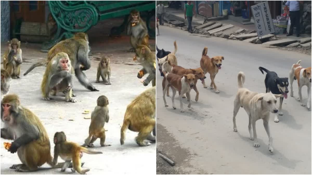 Monkey and Dogs problem