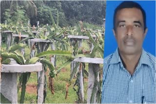 Dragon fruit brought profit to farmers Somashekhar of Heggadagere village