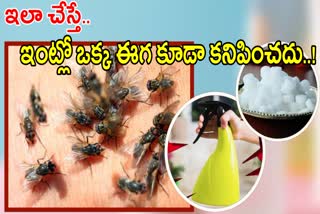 Houseflies In Monsoon