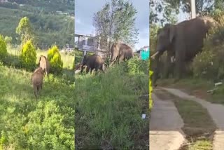 WILD ELEPHANT ATTACKS IN IDUKKI  WILD ELEPHANT ATTACKS  ഇടുക്കിയിൽ കാട്ടാന ആക്രമണം  കൃഷിയിടങ്ങൾ നശിപ്പിച്ച് കാട്ടാനകൾ