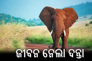 a man died in elephant attack in sundargarh