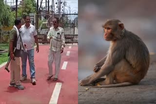 UJJAIN TERROR OF MONKEYS