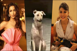 Section 325 Of Bharatiya Nyaya Sanhita: Jacqueline Fernandez, Malaika Arora Endorse New Animal Protection Laws