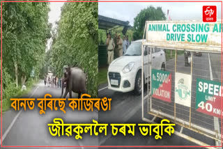 Flood in Kaziranga National Park