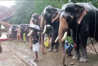 GURUVAYOOR DEVASWOM BORD  GURUVAYOOR ELEPHANTS  പുന്നത്തൂർ ആനക്കോട്ട  ആനകൾ സുഖചികിത്സ