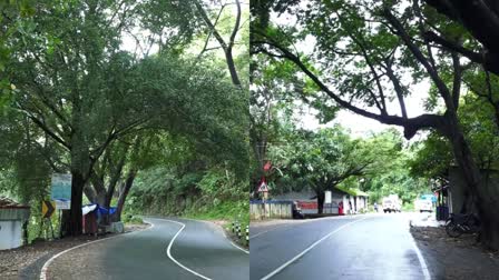 IDUKKI NEWS  TREE ISSUE IN IDUKKI  പാതയോരത്തെ മരങ്ങള്‍  അടിമാലി കുമളി ദേശീയപാത