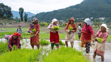 Crop Insurance Week To Create Awareness about Crop Insurance Programs Among Farmers