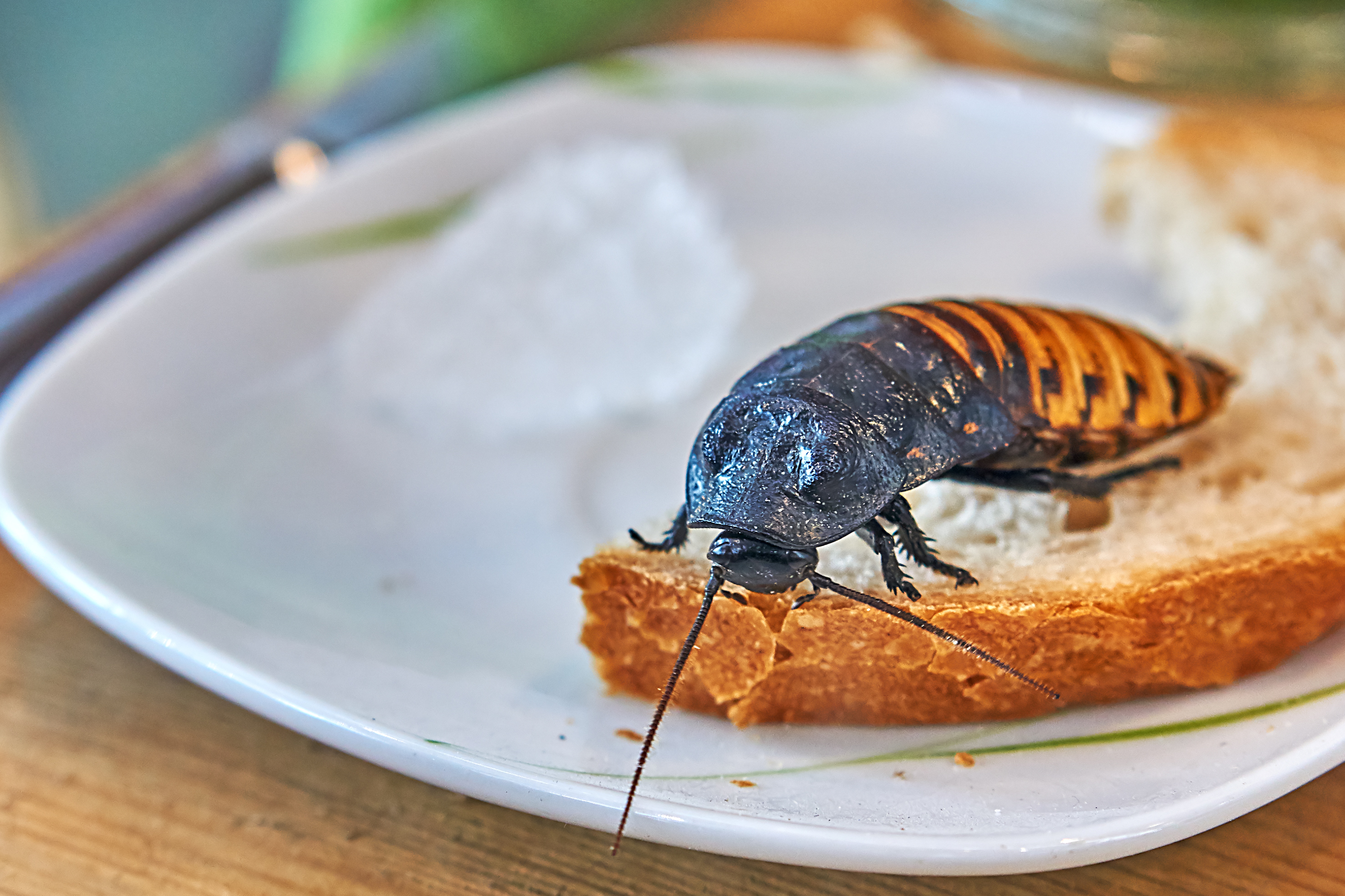 Cockroach Prajati మీ ఇంట్లో