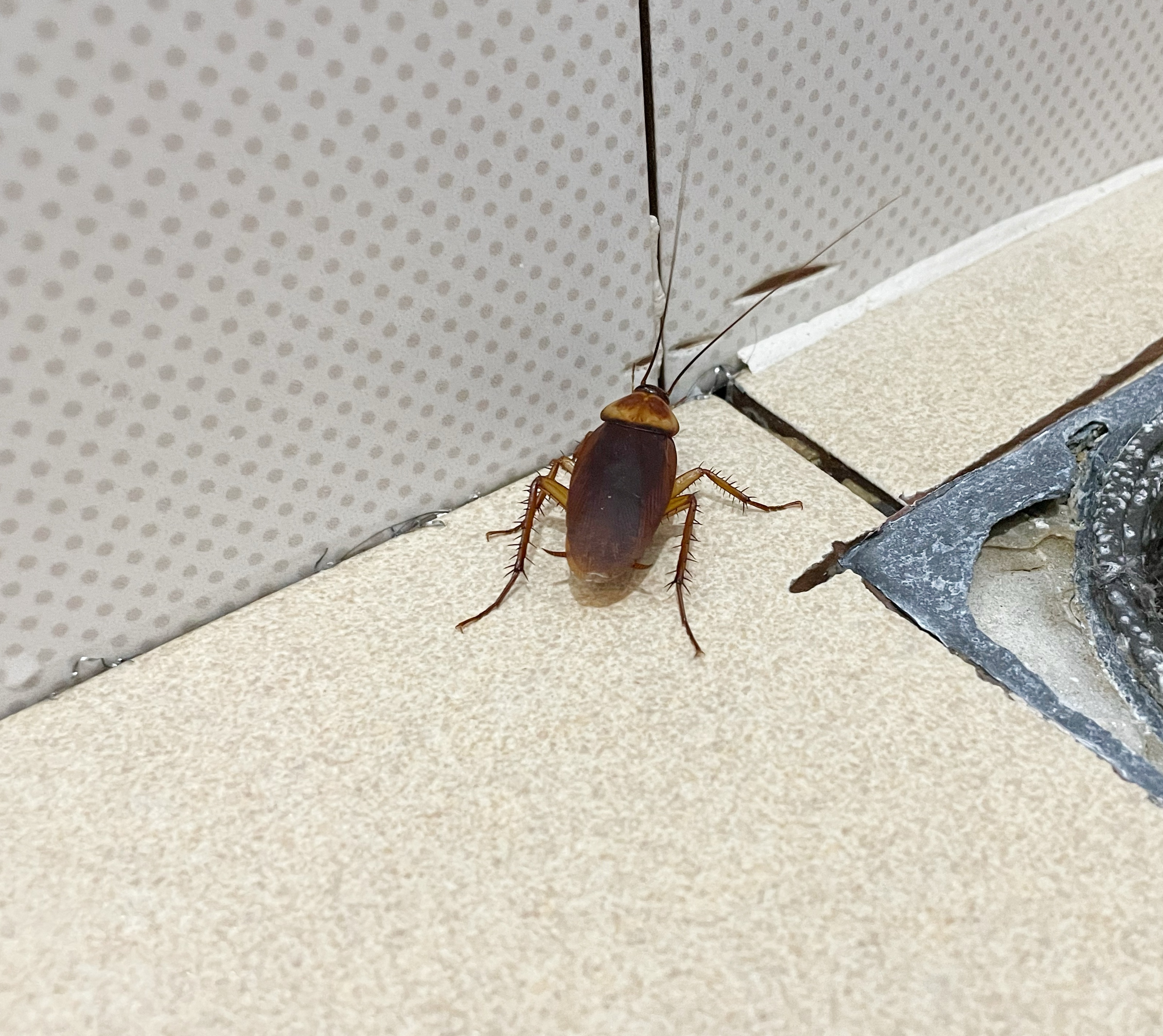 Cockroach Prajati మీ ఇంట్లో