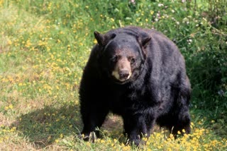 CHHATARPUR BEAR TERROR