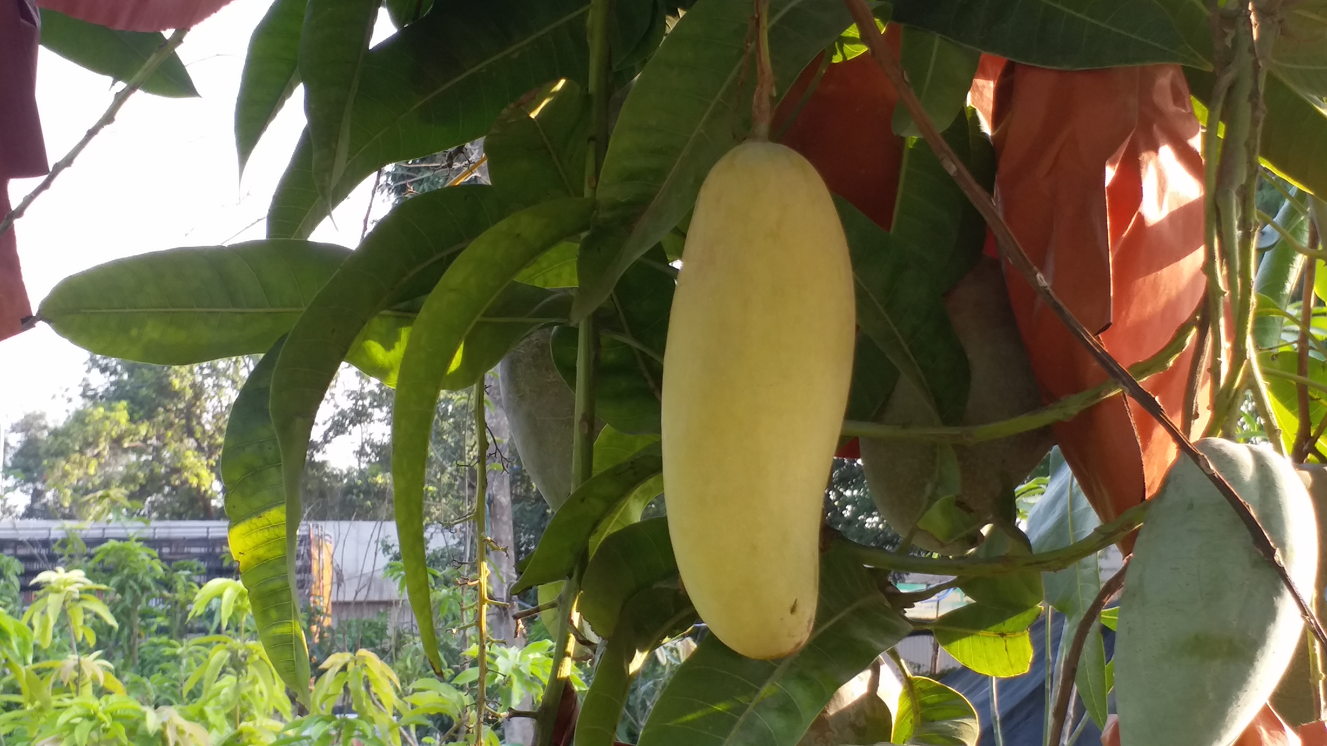 Is Miyazaki Mango Just A Hype : Malihabad Farmers Say Yes, Call It A Failure In Indian Markets