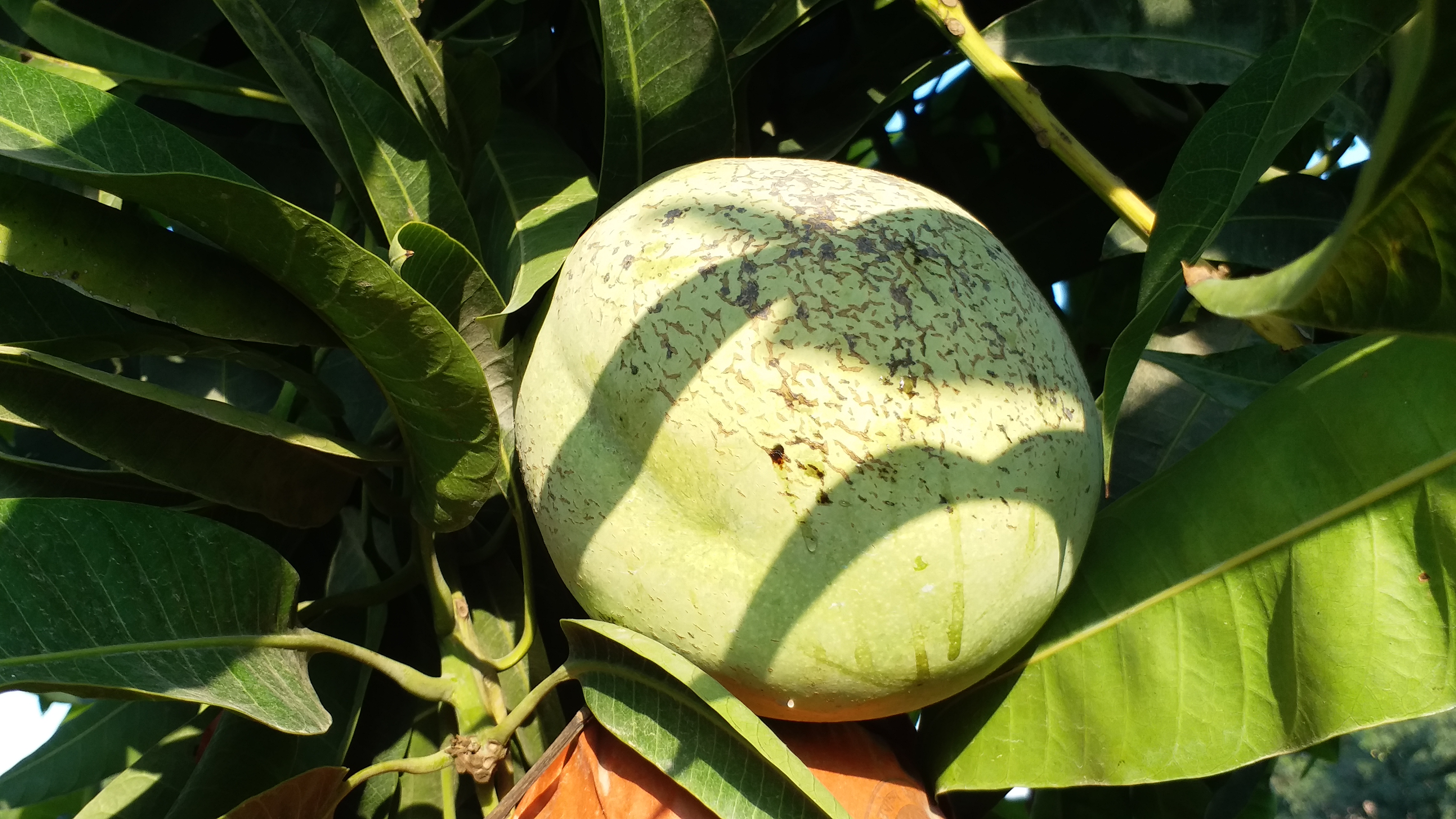 Is Miyazaki Mango Just A Hype : Malihabad Farmers Say Yes, Call It A Failure In Indian Markets