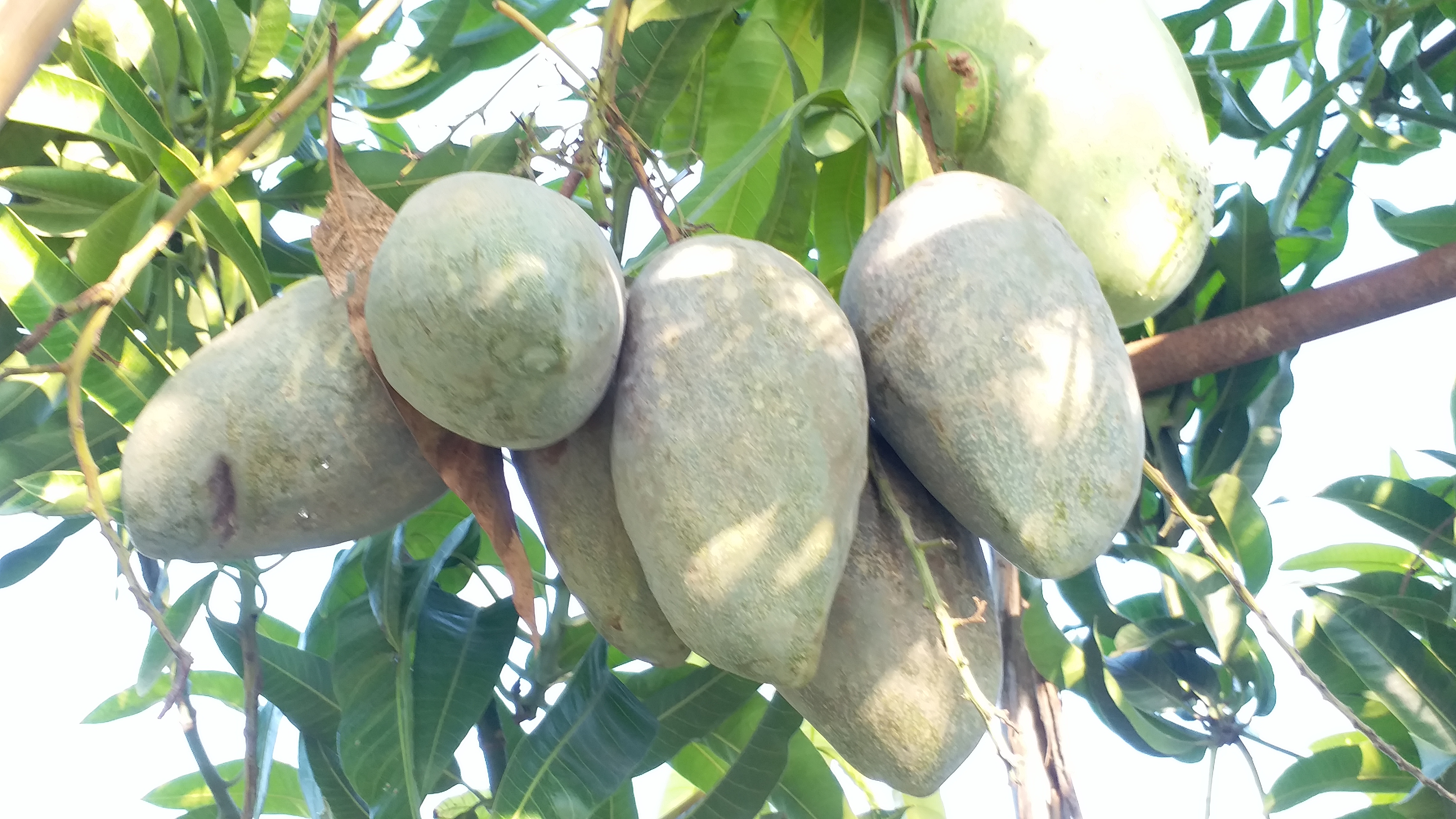 Is Miyazaki Mango Just A Hype : Malihabad Farmers Say Yes, Call It A Failure In Indian Markets