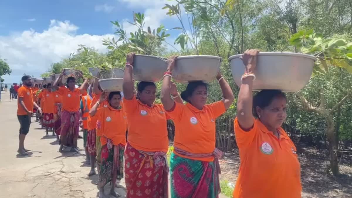 Planting Mangrove in Sundarbans