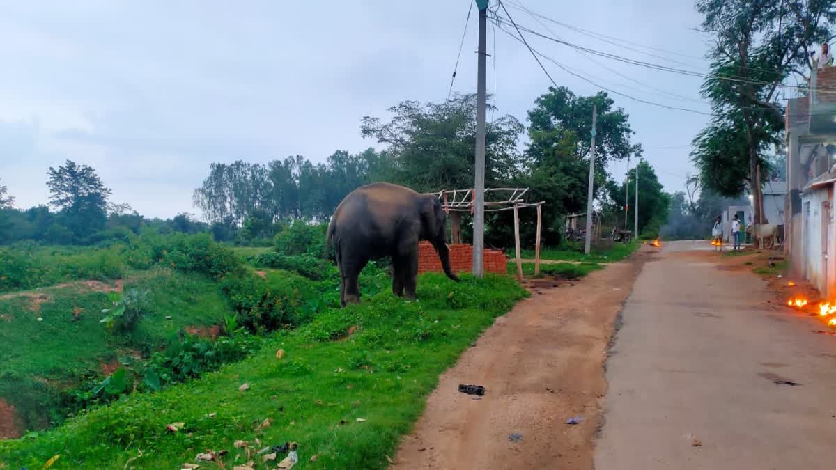 Wild elephant rampage in village of Bagodar in Giridih