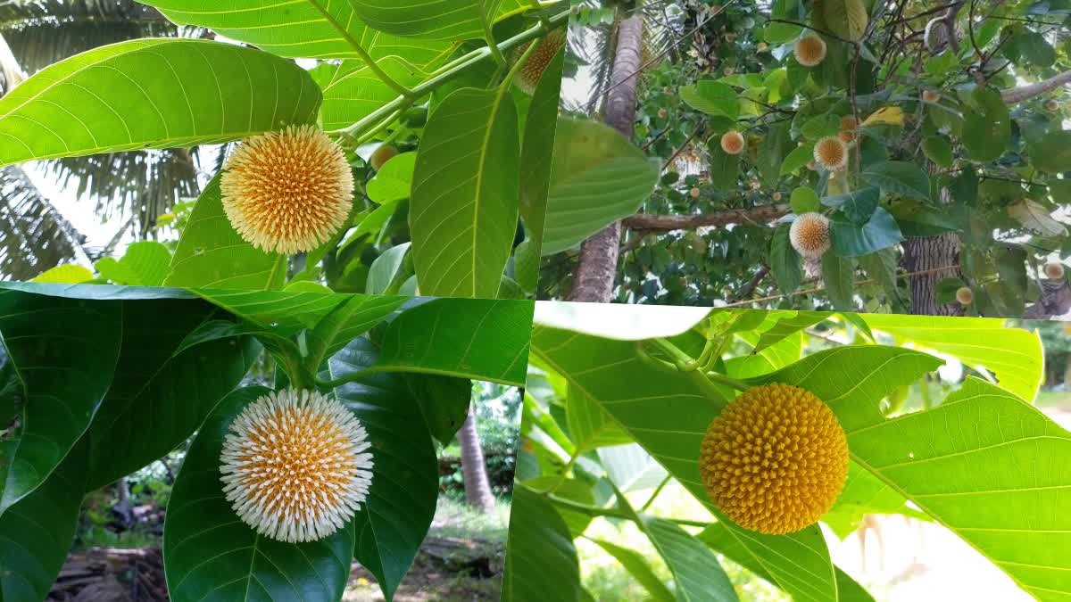 kadambam flower burflower tree laran kadam cadamba tennis ball tree