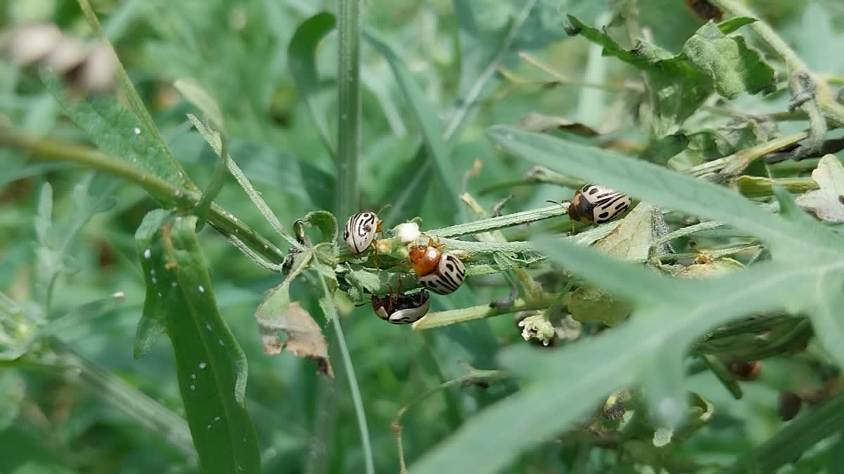 A worm, Mexican beetle has been identified as a natural remedy to combat the widespread carrot grass infestation plaguing India's agricultural economy.