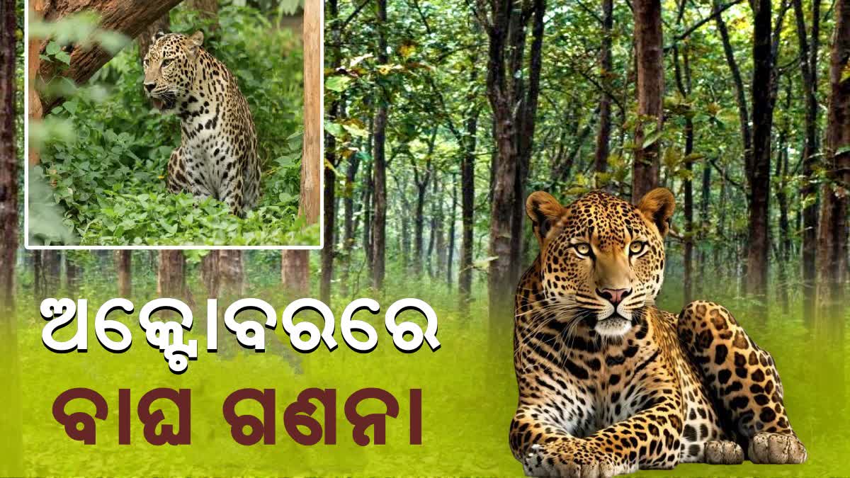 odisha tiger census