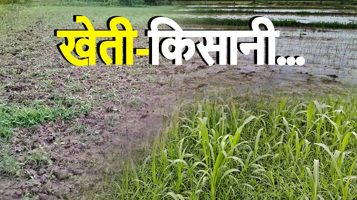 Kharif Crops in Hadoti