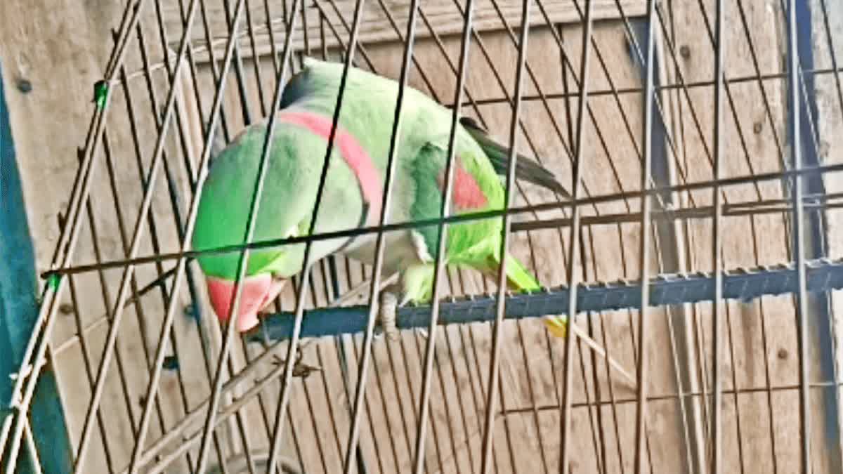 Parrot shouting slogans of Modi Sarkar