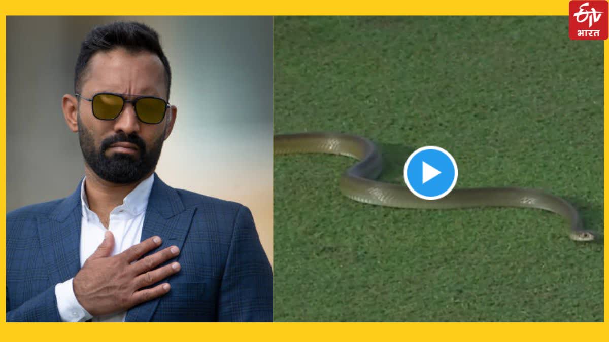 Dinesh Karthik and snake on field Video
