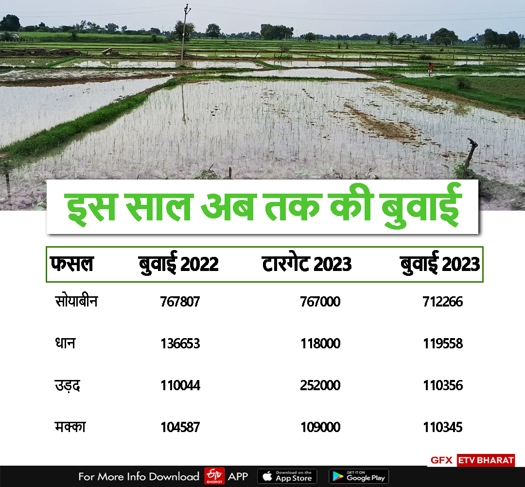 rice and maize Production