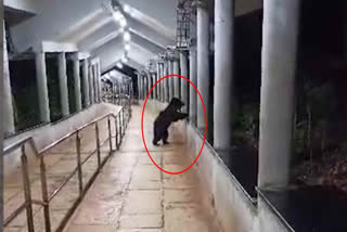 Bear in Tirumala