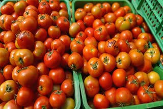 Tomato Price